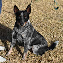 Thumbnail photo of Riley #4