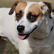 Thumbnail photo of Lucy #4