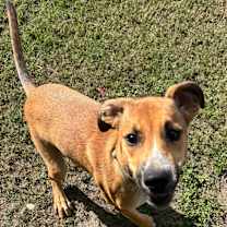 Thumbnail photo of Ruston #2