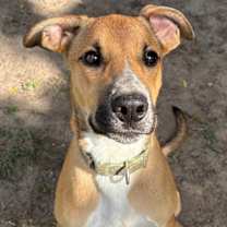 Thumbnail photo of Ruston #4