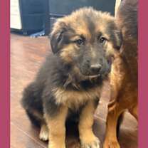 Thumbnail photo of Dog Kennel #19 #1