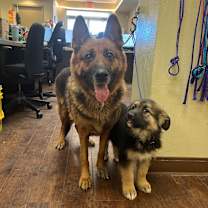 Thumbnail photo of Dog Kennel #19 #3