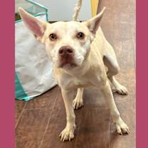 Thumbnail photo of Dog Kennel #7 #1