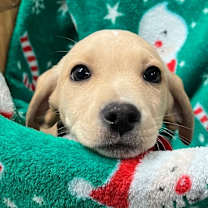 Thumbnail photo of Charley Chicken #1