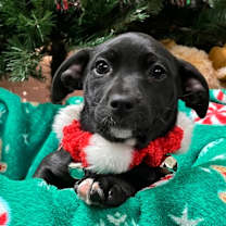 Thumbnail photo of Arbys #1