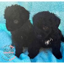 Thumbnail photo of Park Pups #2