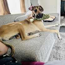 Thumbnail photo of Ozzy #1