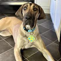 Thumbnail photo of Ozzy #2