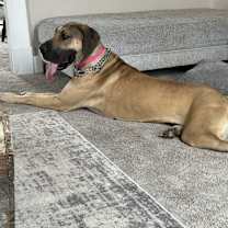 Thumbnail photo of Ozzy #3