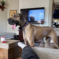 Thumbnail photo of Ozzy #4