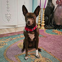 Thumbnail photo of Nixie (WA) #1