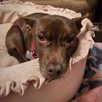 Thumbnail photo of Nixie (WA) #2