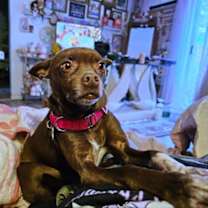 Thumbnail photo of Nixie (WA) #3