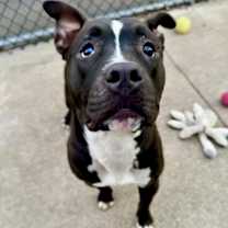 Thumbnail photo of Fredo #4