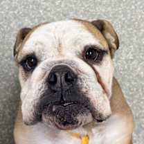 Thumbnail photo of Mini #2