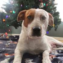 Thumbnail photo of Hibiscus #1