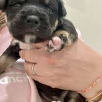 Thumbnail photo of Chestnut #4