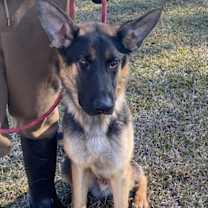 Thumbnail photo of Chief #1