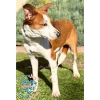 Thumbnail photo of Bella #2