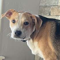 Thumbnail photo of Ferb #1