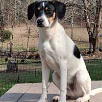 Thumbnail photo of Tango #4