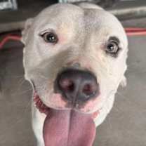 Thumbnail photo of Chaplin #4