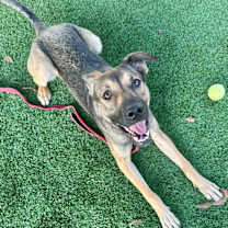 Thumbnail photo of Josie #4