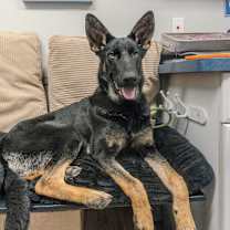 Thumbnail photo of Nutmeg #1