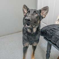 Thumbnail photo of Nutmeg #2