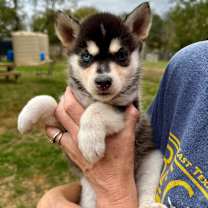 Thumbnail photo of Rambo #3