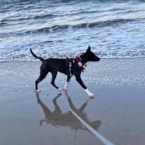 Thumbnail photo of Scout #4