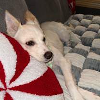 Thumbnail photo of Marigold #3