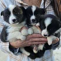 Thumbnail photo of Casey *Adoption Pending* #2