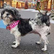 Thumbnail photo of Abbie #1