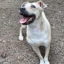 Thumbnail photo of FOGGY (I’m sponsored. Reduced adoption fee) #3