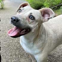Thumbnail photo of FOGGY (I’m sponsored. Reduced adoption fee) #4