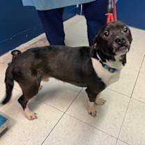 Thumbnail photo of Bucky #4