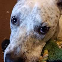 Thumbnail photo of Gordo #3