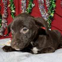 Thumbnail photo of Zara #2