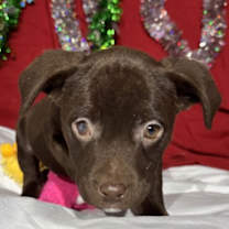 Thumbnail photo of Zara #3