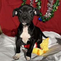 Thumbnail photo of Zoey #2