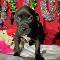 Thumbnail photo of Zellie #1