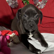 Thumbnail photo of Zellie #2