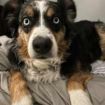 Thumbnail photo of Oliver #4