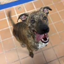 Thumbnail photo of Dingo K21 11/24/25 #1