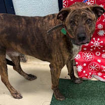 Thumbnail photo of Dingo K21 11/24/25 #2