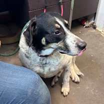 Thumbnail photo of Hammy #1