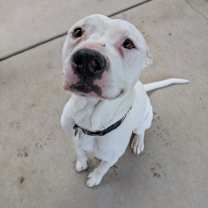 Thumbnail photo of Scooby Doo #2