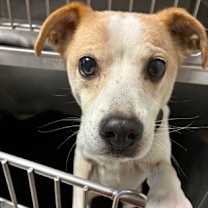 Thumbnail photo of SEBASTIAN #1