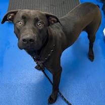 Thumbnail photo of Gyro #2